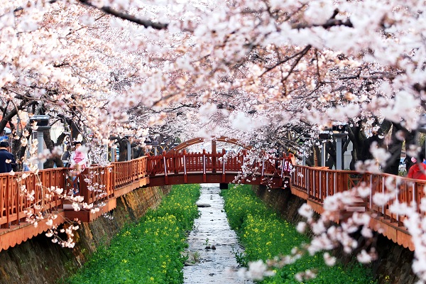 Bạn có thích phong cảnh ở Hàn không? Hoa anh đào đấy!
